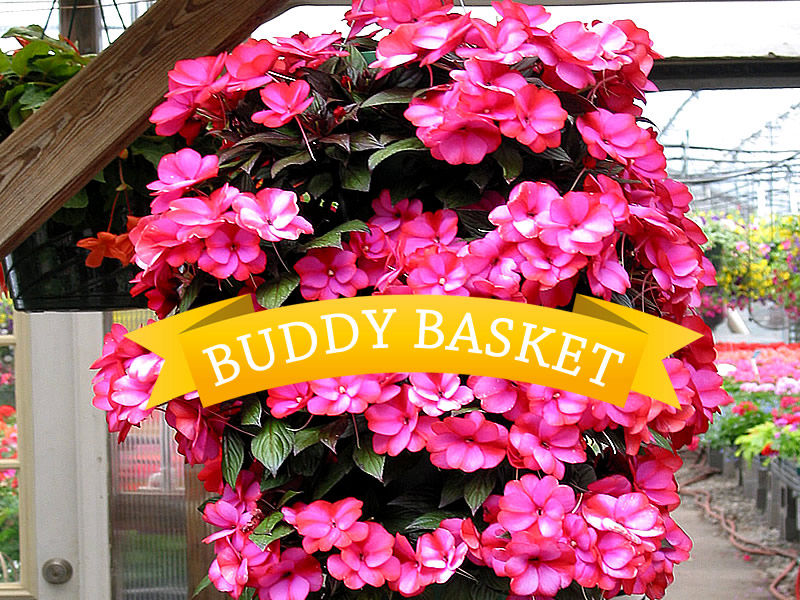 Methuen Duerrs Greenhouse - Buddy Basket