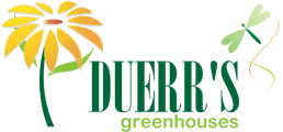 Duerrs Greenhouses | John and Donna Duerr serving Methuen Greenhouse Merrimack Valley Southern New Hampshire Massachusetts. Call 978.794.8180